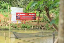 TEBAR BENIH IKAN PATIN KAMPUNG TANGKAL COVID-19 DESA SINAR RAMBANG KOTA PRABUMULIH.