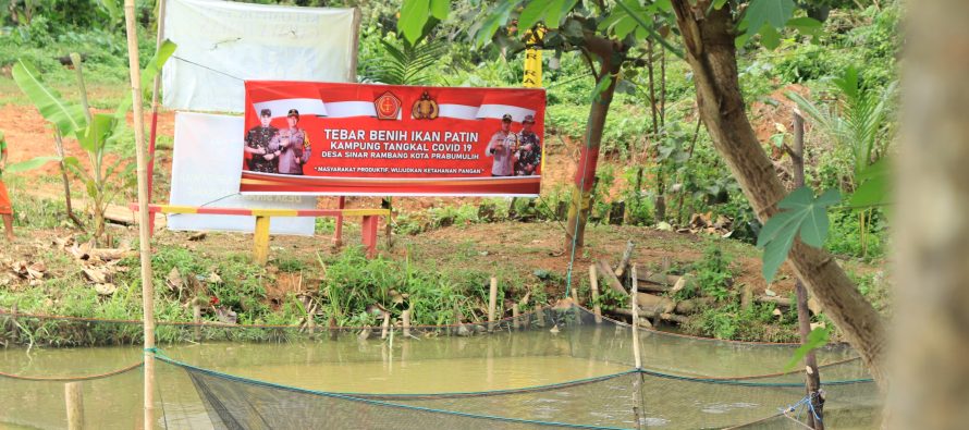 TEBAR BENIH IKAN PATIN KAMPUNG TANGKAL COVID-19 DESA SINAR RAMBANG KOTA PRABUMULIH.