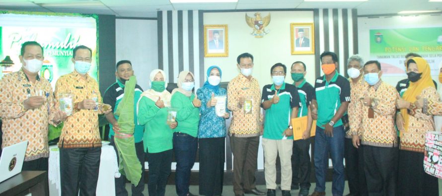 Paparan Potensi Dan Pengaruh Tanaman Talas Bengkelong Pada Sela Pohon Karet.