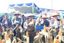 Panen Tanaman Jagung Perdana bersama Pj Walikota dan Forkopimda Prabumulih