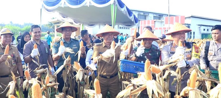 Panen Tanaman Jagung Perdana bersama Pj Walikota dan Forkopimda Prabumulih