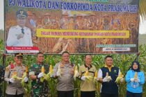 Panen Jagung Sekaligus Penyerahan Bantuan Benih Cabai dan Bawang Merah