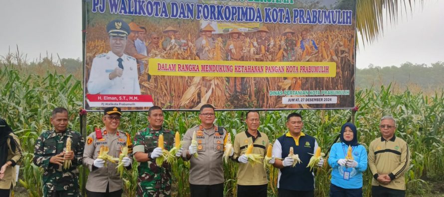 Panen Jagung Sekaligus Penyerahan Bantuan Benih Cabai dan Bawang Merah