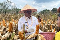 TANAM JAGUNG DUKUNG ASTA CITA 100 HARI PEMERINTAHAN PRABOWO-GIBRAN: POLRES PRABUMULIH GELAR PANEN DI DESA PANGKUL