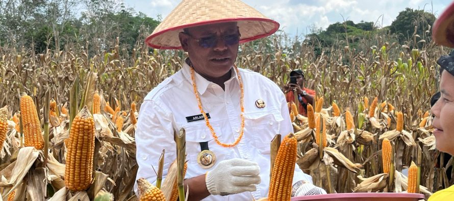 TANAM JAGUNG DUKUNG ASTA CITA 100 HARI PEMERINTAHAN PRABOWO-GIBRAN: POLRES PRABUMULIH GELAR PANEN DI DESA PANGKUL – Situs Resmi Pemerintah Kota Prabumulih