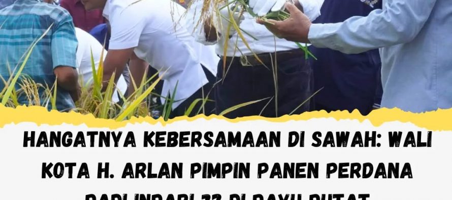 HANGATNYA KEBERSAMAAN DI SAWAH: WALI KOTA ARLAN PIMPIN PANEN PERDANA PADI INPARI 32 DI PAYU PUTAT