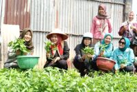 Ketua TP-PKK Ibu Hj Linda Apriana Arlan Hadiri Panen Sayur bersama di KWT Aeh Anak Labu Desa Tanjung Menang