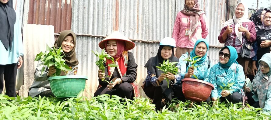 Ketua TP-PKK Ibu Hj Linda Apriana Arlan Hadiri Panen Sayur bersama di KWT Aeh Anak Labu Desa Tanjung Menang